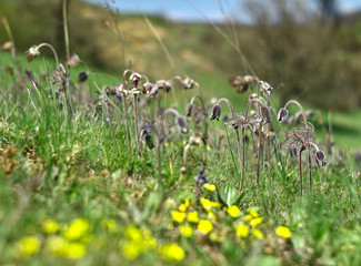 wild flowers in the grass