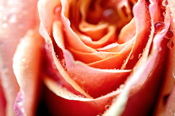 flora rose