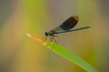 Closeup small dragonfly on green vine