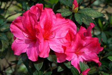 Obraz premium Pink Azaleas