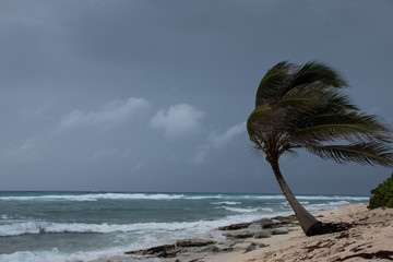 A palm tree getting blown around by Hurricane Laura as she passes Grand Cayman - 373539212