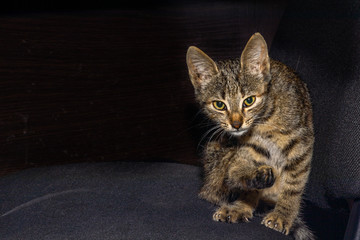 Grey staring into the camera with copy space. Emotional portrait of an animal being interrupted in cleaning procedure.