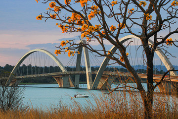 Ipê amarelo, Ponte JK, Brasília, Brazil