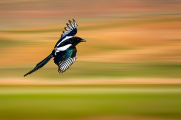 Flying Magpie (Pica pica). Nature background.