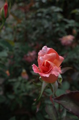 Apricot Flower of Rose 'Helen Traubel' in Full Bloom
