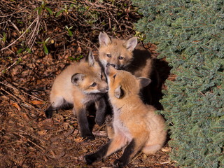 High angle view of three red fox cubs sniffing each other in the sun