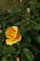 Light Yellow Flower of Rose 'Helmut Schmidt' in Full Bloom
