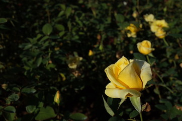 Light Yellow Flower of Rose 'Helmut Schmidt' in Full Bloom
