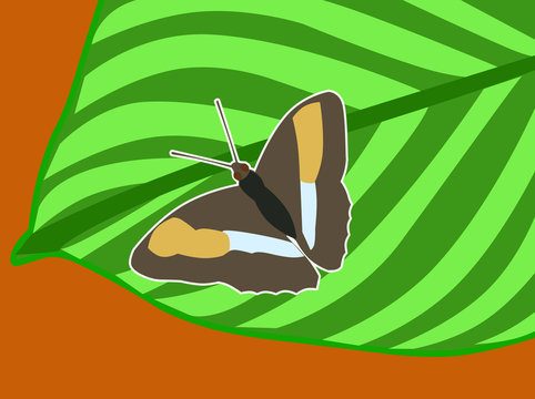 Una colorida mariposa del g&eacute;nero Adelpha
