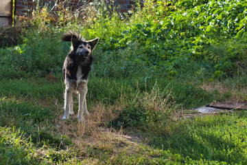 angry dog with aggressive intentions