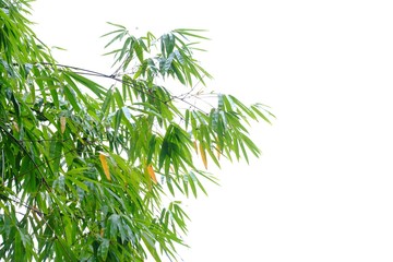 Obraz premium Bamboo leaves with branches on white background for green foliage backdrop 
