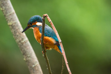 Eisvogel (Kingfisher)