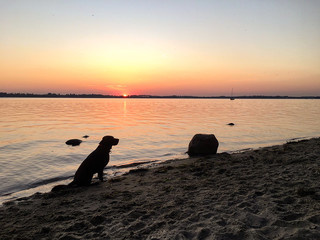 Hund, Labrador, an der Küste, Sonnenuntergang, Ostsee, Rügen, Altefähr