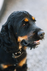 Beautiful black-brown dog spaniel close-up. Loyal pet.