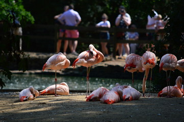 Group of Flamingos in the zoo