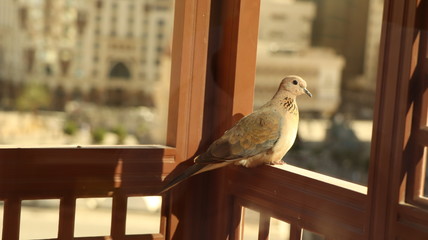 Bird on Window looking