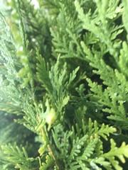 Fototapeta na wymiar green spruce leaves
