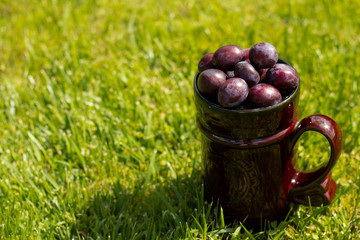 Plum crop. Plums in a Cup. A mug full of plums against a green lawn.