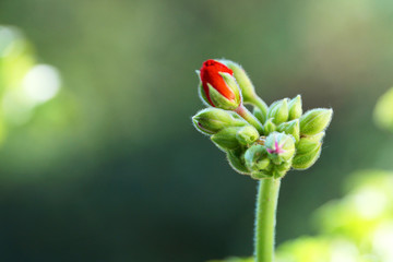 buds of red geranium on the background of nature close-up
