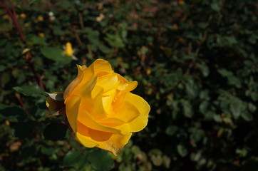 Yellow Flower of Rose 'Henry Fonda' in Full Bloom
