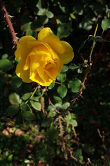 Yellow Flower of Rose 'Henry Fonda' in Full Bloom
