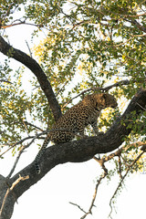 Fototapeta na wymiar Leopardo subido a un árbol en parque nacional Kruger, Sudáfrica.