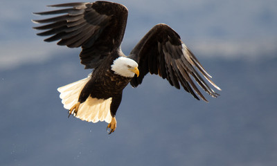 american bald eagle
