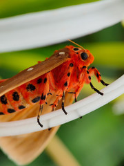 red bug on green leaf