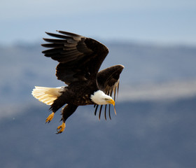 american bald eagle