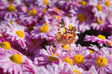 Butterfly Vanessa cardui sits on a chrysanthemum. Chrysanthemum background with a copy of space....