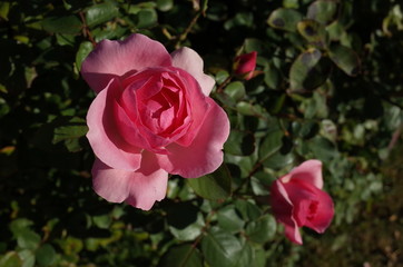 Light Pink Flower of Rose 'History' in Full Bloom
