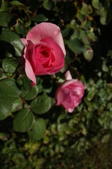 Light Pink Flower of Rose 'History' in Full Bloom
