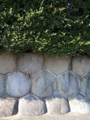 Concrete retaining wall with planted evergreen bushes. The design of the garden city.