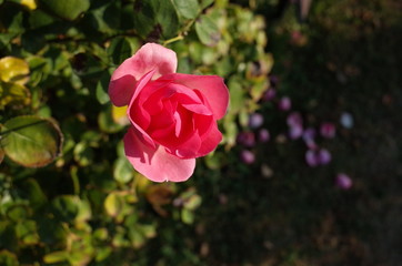 Light Pink Flower of Rose 'History' in Full Bloom
