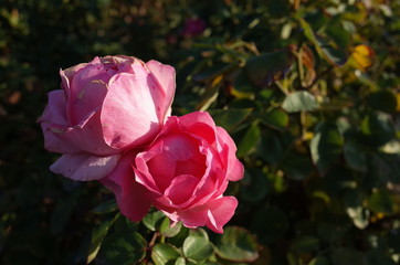 Light Pink Flower of Rose 'History' in Full Bloom
