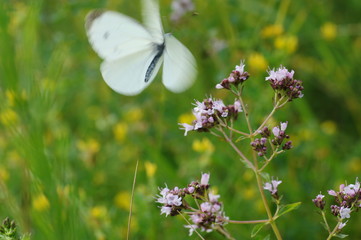 Beautiful white butterfly on a pink flower. Selective focus. Sunny summer day