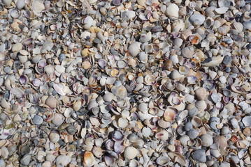 Background Of Seashells