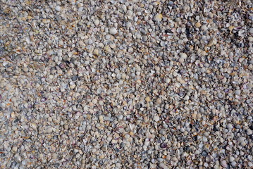 Background Of Seashells