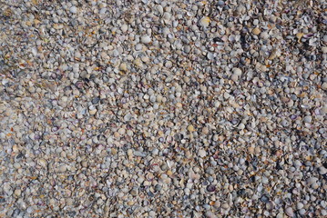 Background Of Seashells