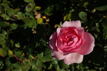 Light Pink Flower of Rose 'History' in Full Bloom
