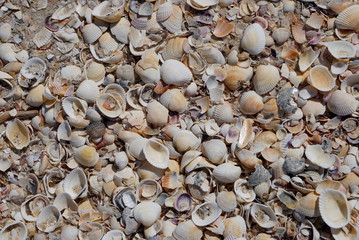 Background Of Seashells