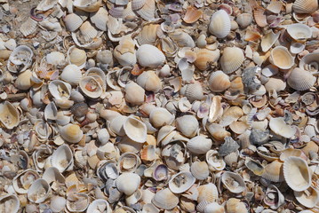 Background Of Seashells