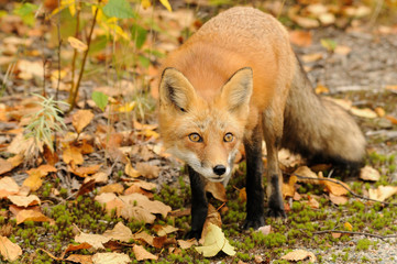 Red Fox Stock Photo.   Red Fox in the forest looking at the camera displaying fur, head, ears, eyes, nose, paws in its habitat with leaves foreground and background. Portrait. Picture. Image. Photo.