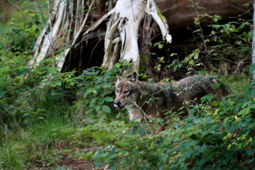 Close-up portrait of the wolf in a natural environment of a green forest. European grey wolf, Canis lupus.