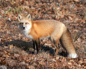 Red Fox Stock Photo.  Fox Red fox animal on a in the forest background. Autumn season leaves background and foreground.  Bushy tail. Portrait. Picture. Image. Photo.