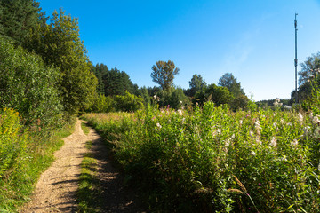 Dirt road in the summer forest among the trees.