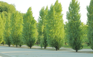 larga hilera de árboles en el campo con la luz del atardecer, chopos, álamos, parque, bosque