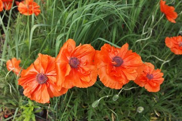 Beautiful, bright, orange, Terry poppy in the garden. 