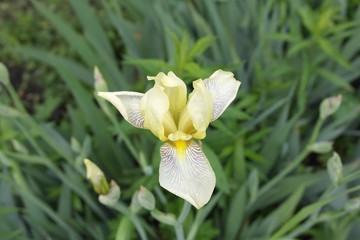 Yellow iris flower in the garden. Summer.