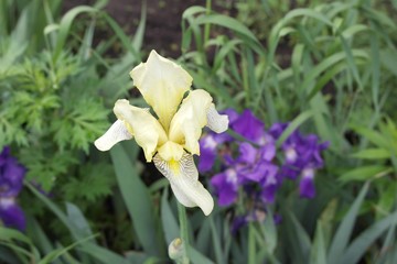 Yellow iris flower in the garden. Summer.